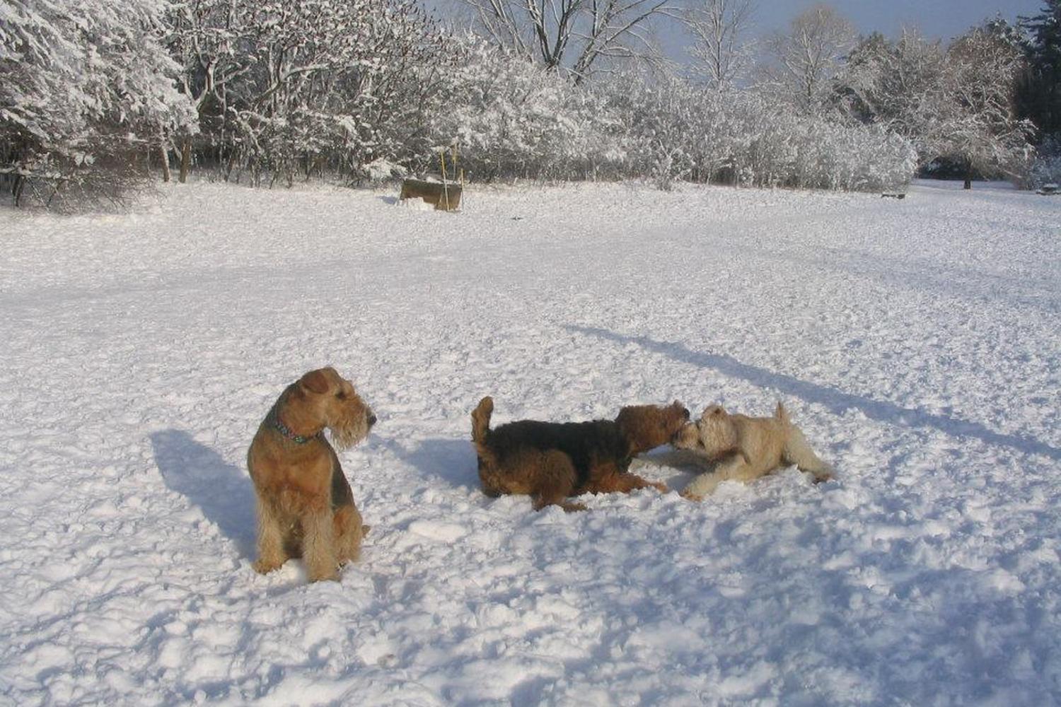 Muttland Meadows Dog Park at Lime Kiln Park 4