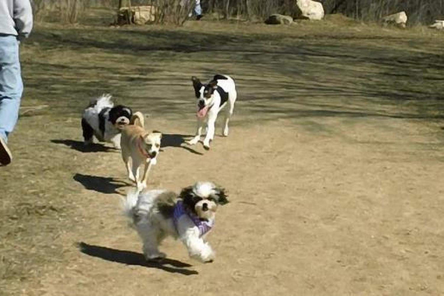 Muttland Meadows Dog Park at Lime Kiln Park 3