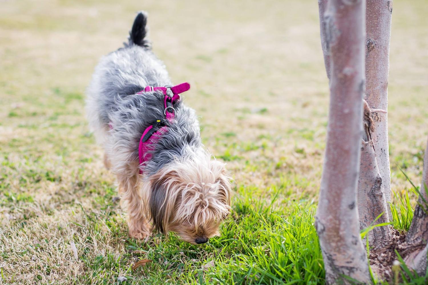 Purple Heart Park - Ivan's Spot 1