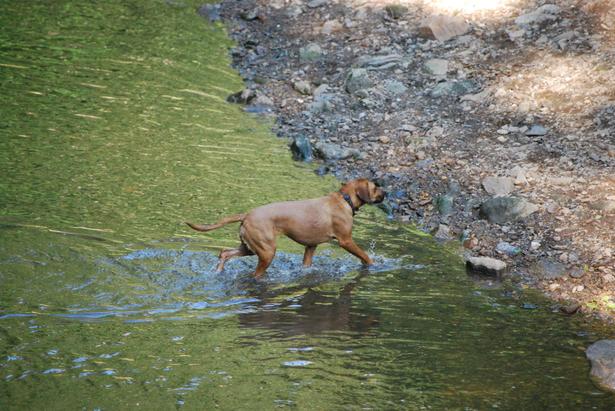 Wissahickon Valley Park (Forbidden Drive) 1