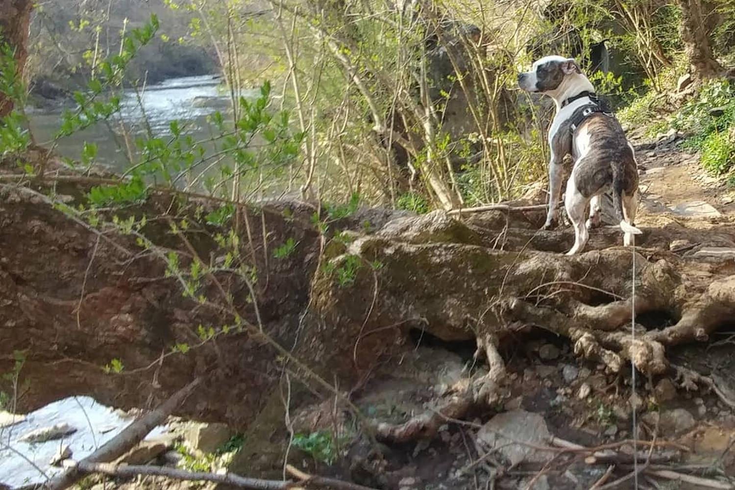 Wissahickon Valley Park (Forbidden Drive) 6