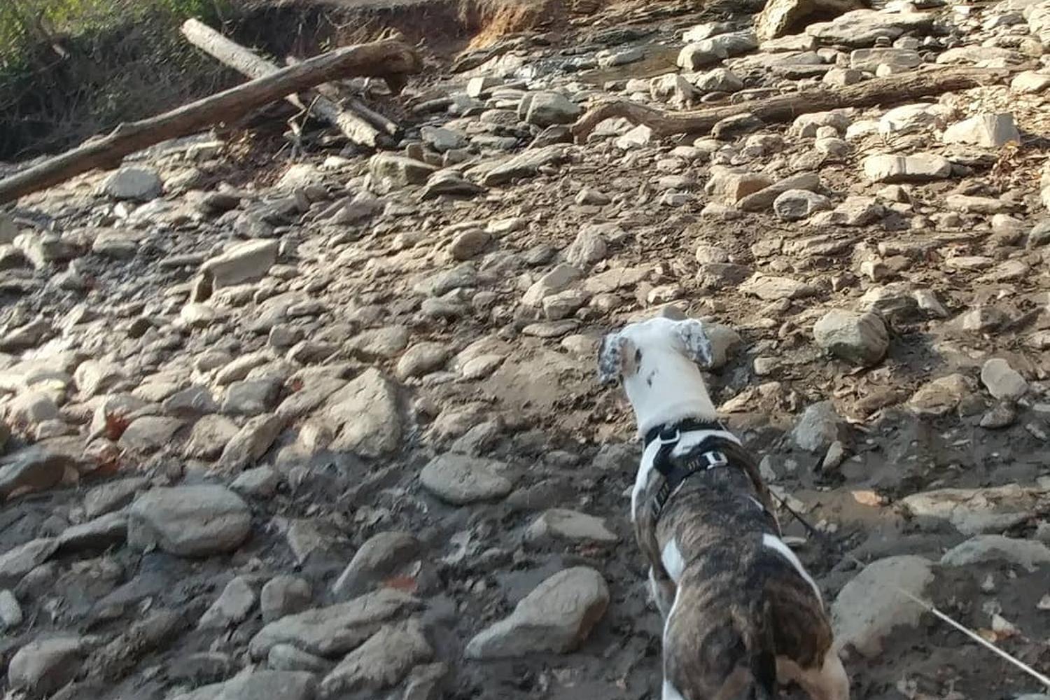 Wissahickon Valley Park (Forbidden Drive) 7