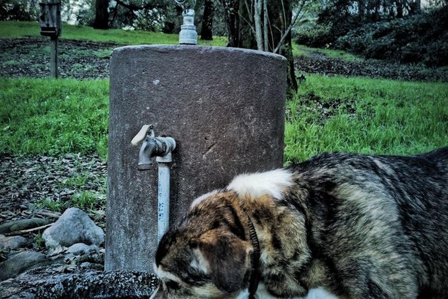 Oak Hill Dog Park 0
