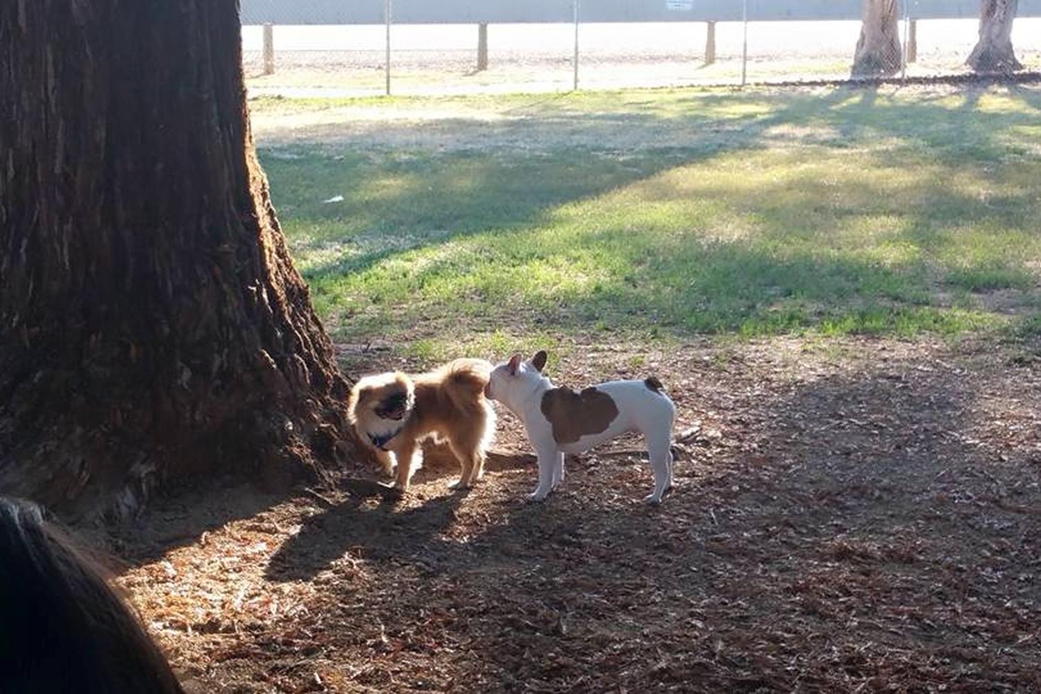 Elk Grove Dog Park 5