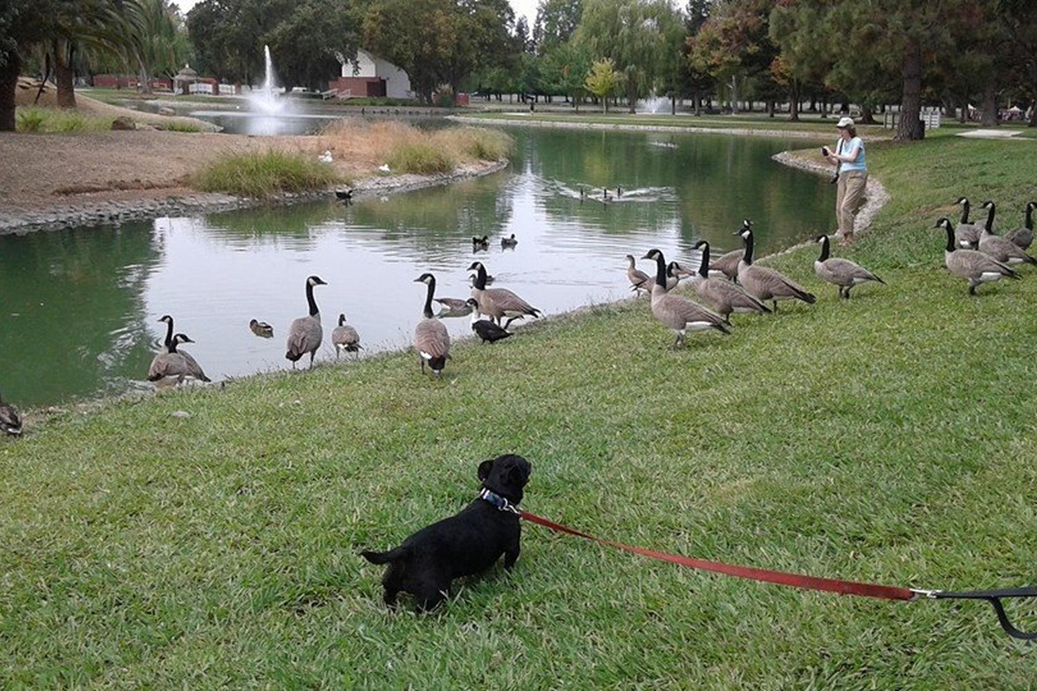 Elk Grove Dog Park 7