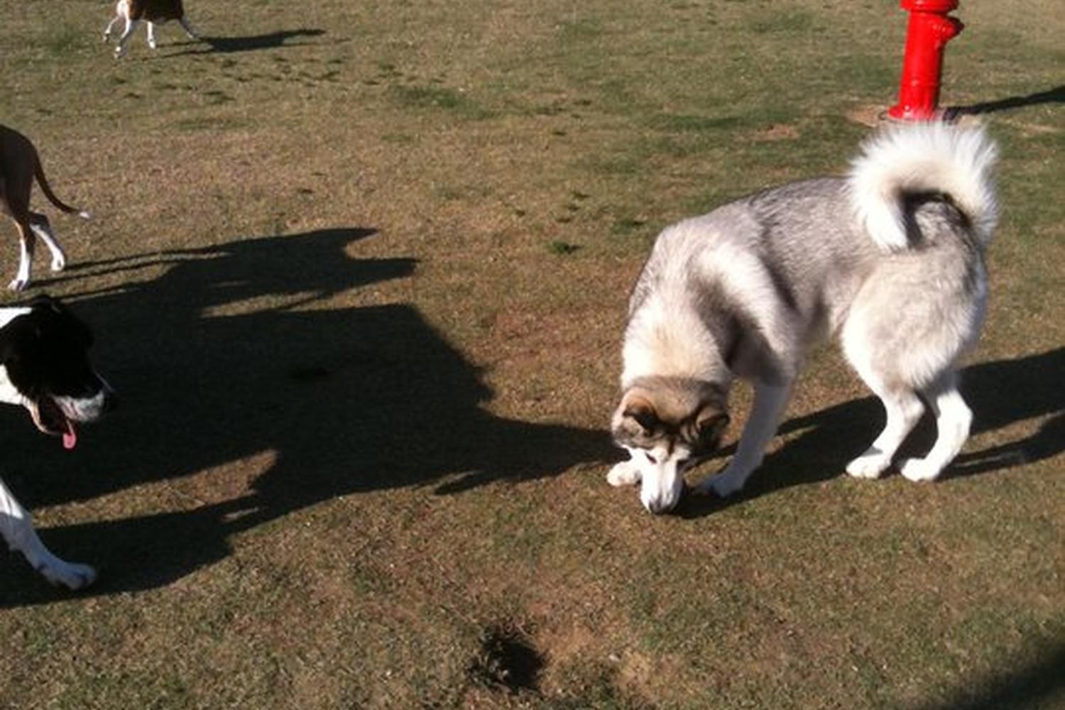 Mount San Miguel Dog Park 1