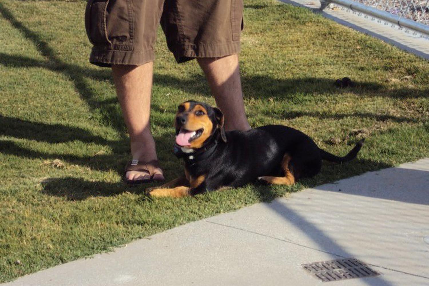 Mount San Miguel Dog Park 3