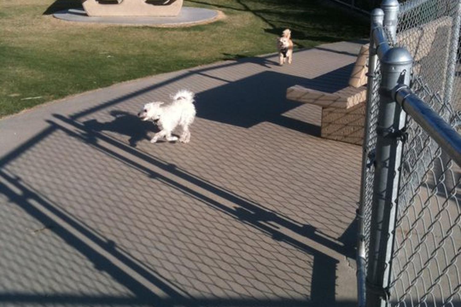 Mount San Miguel Dog Park 2