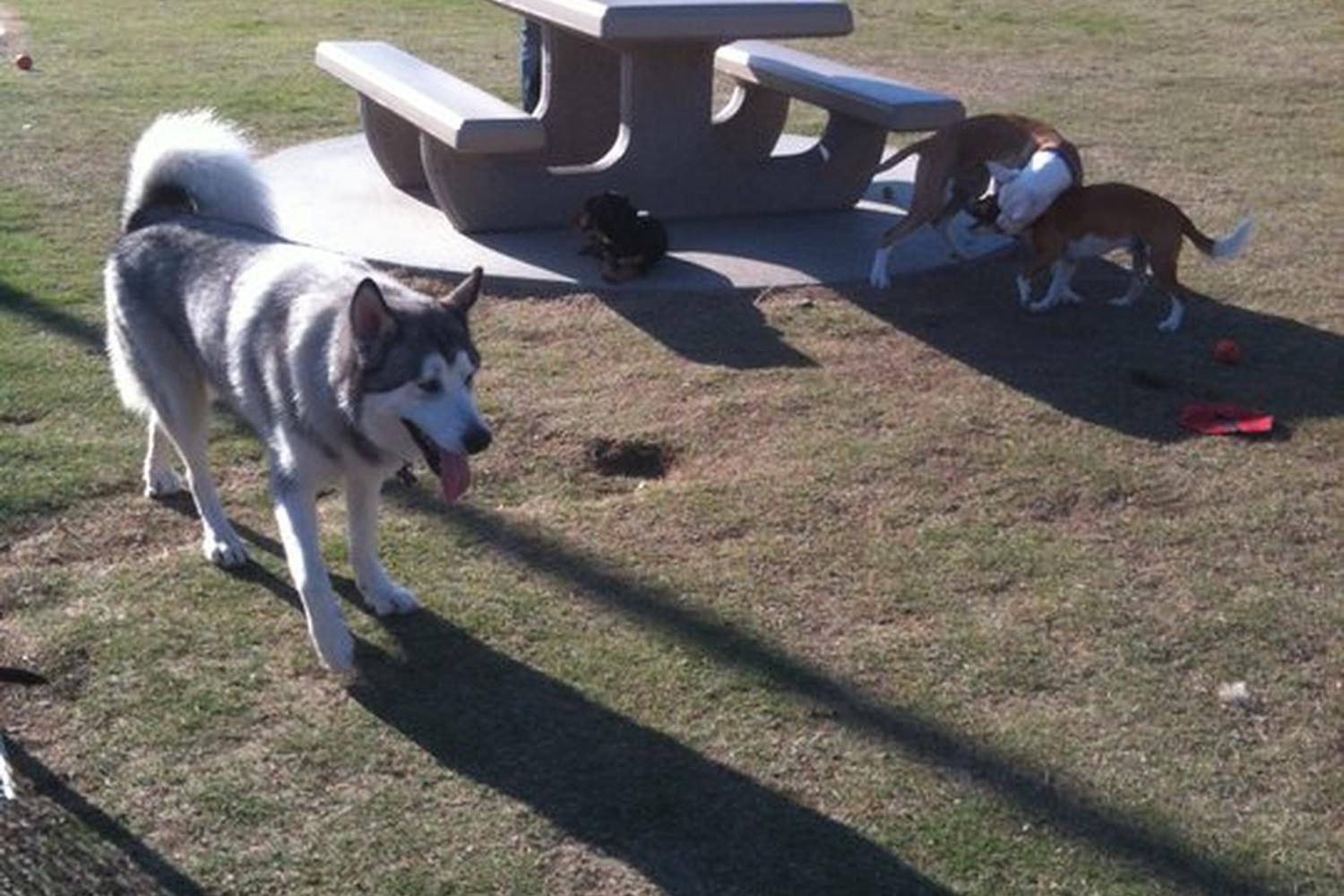 Mount San Miguel Dog Park 5
