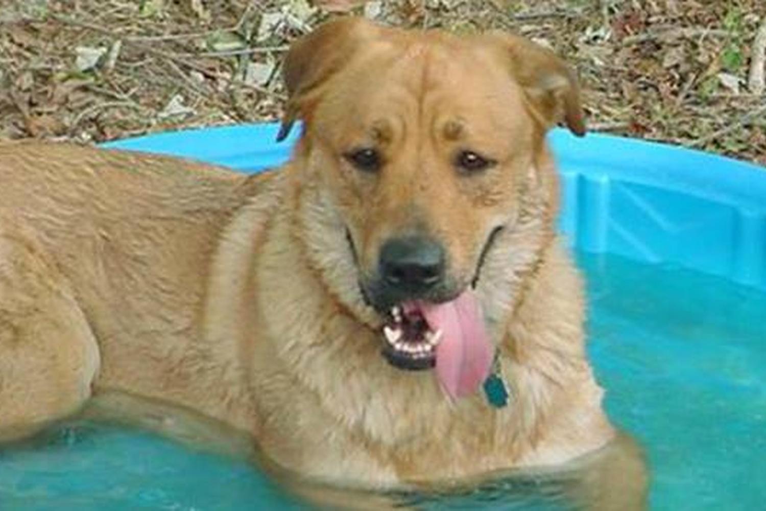 Central Bark Dog Park at Copp Family Park 2