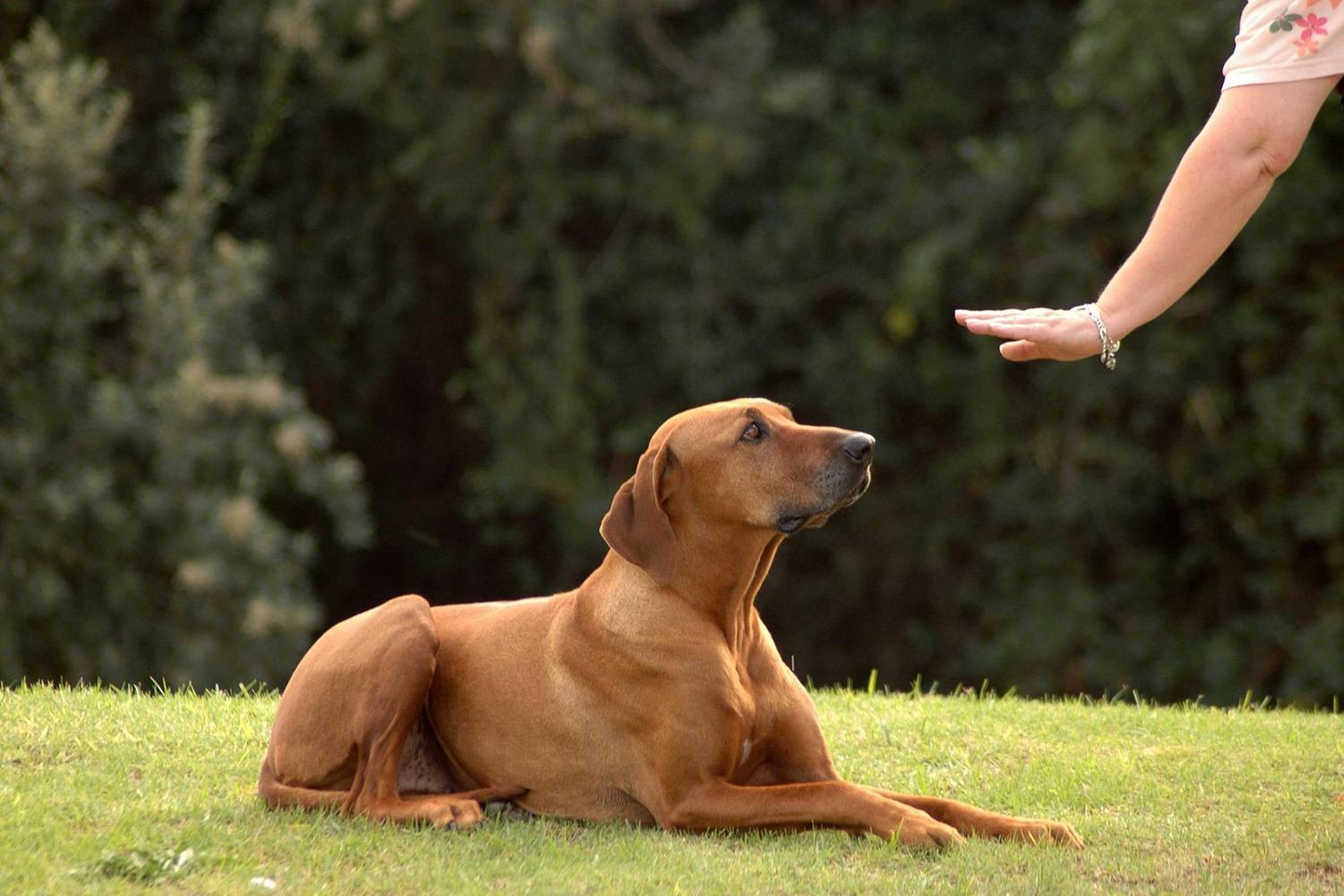 Central Bark Dog Park at Copp Family Park 5