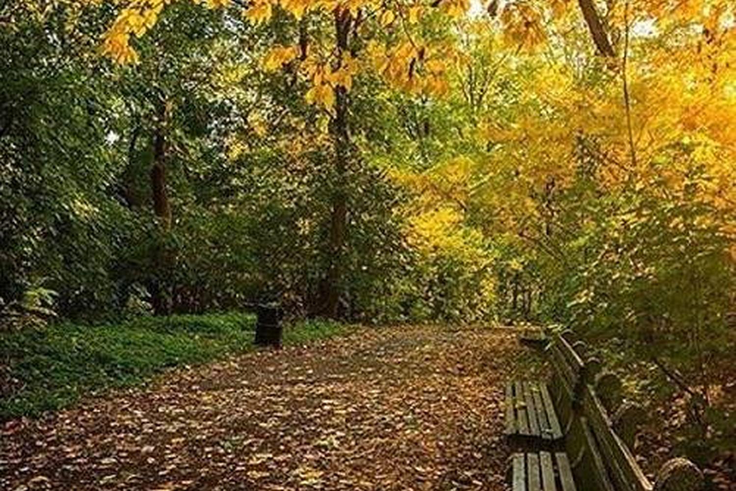 Prospect Park Trail 1