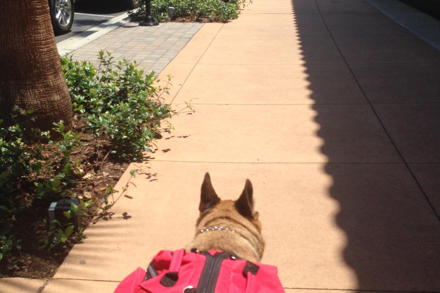 The Shops at Wiregrass 4