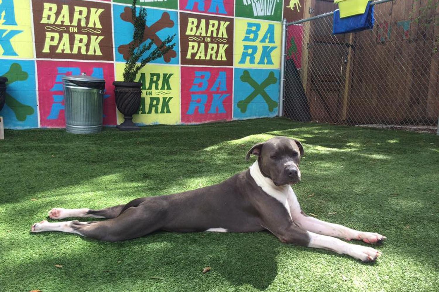 Bark Boutique 7