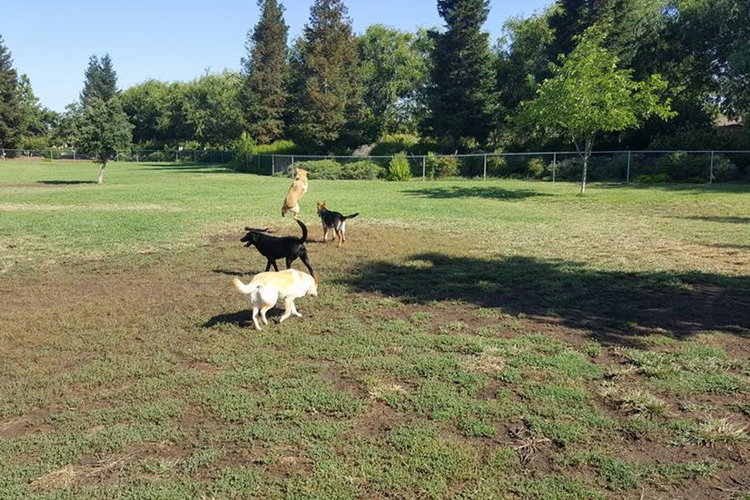 Bruno Canziani Dog Park 4