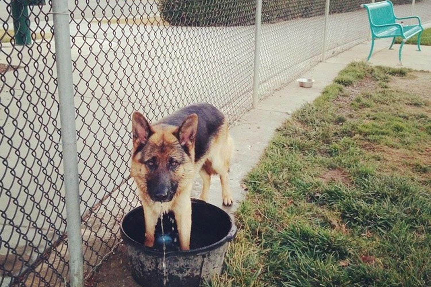 Bruno Canziani Dog Park 2