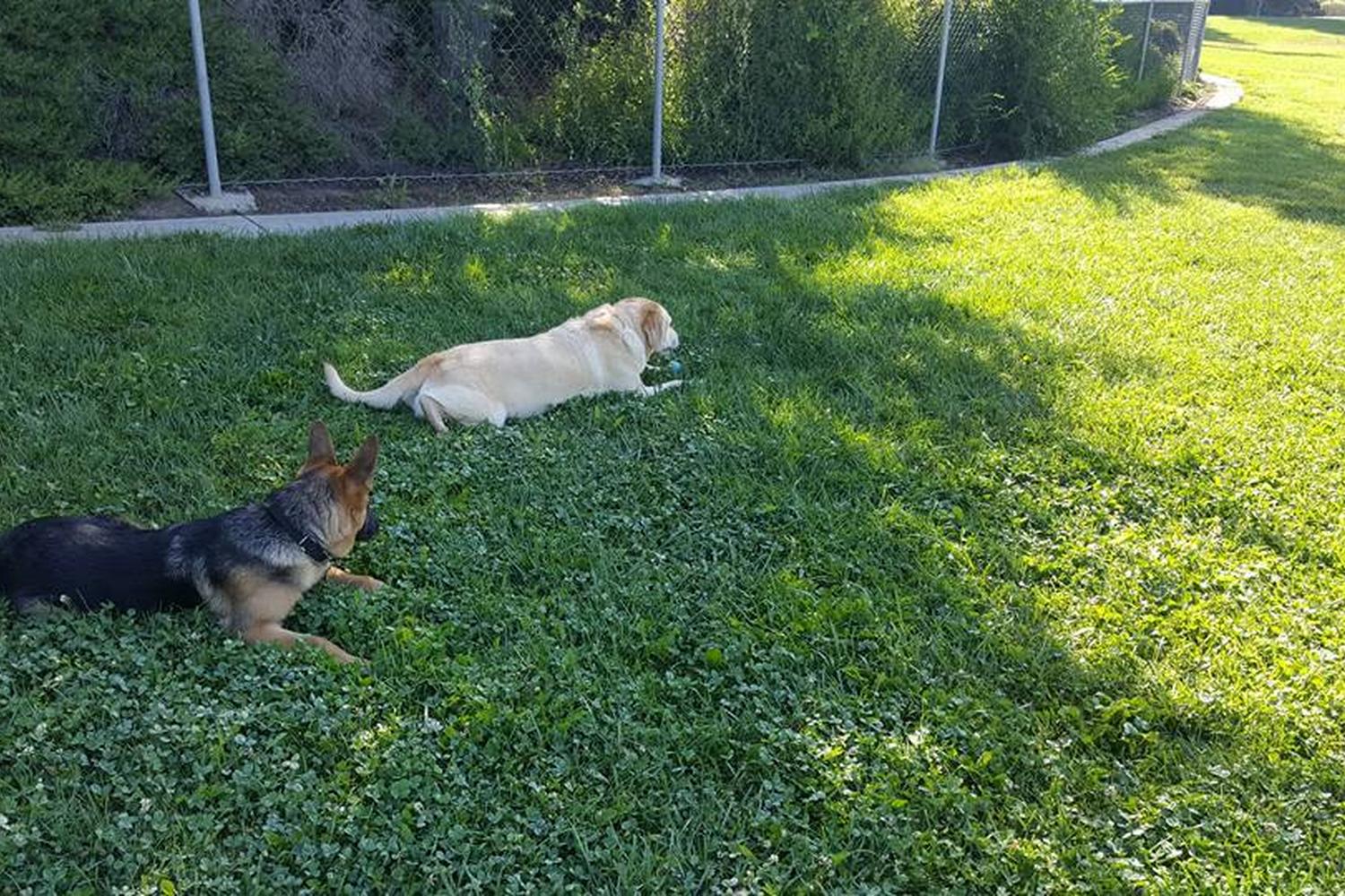 Bruno Canziani Dog Park 1