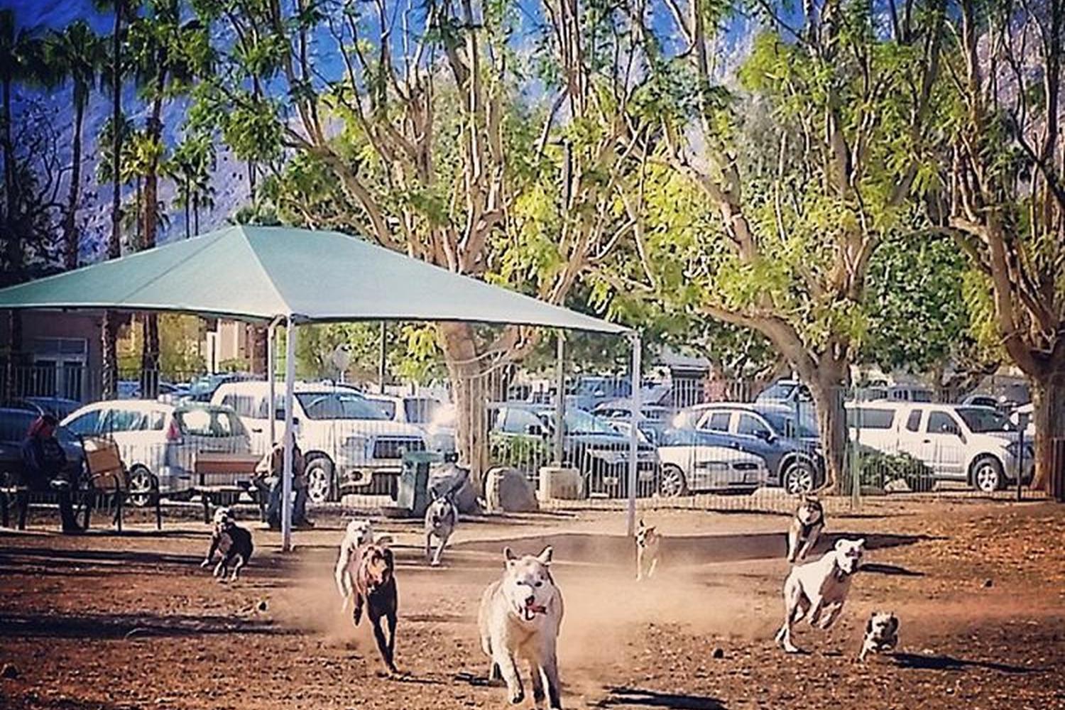 Palm Springs Dog Park 5