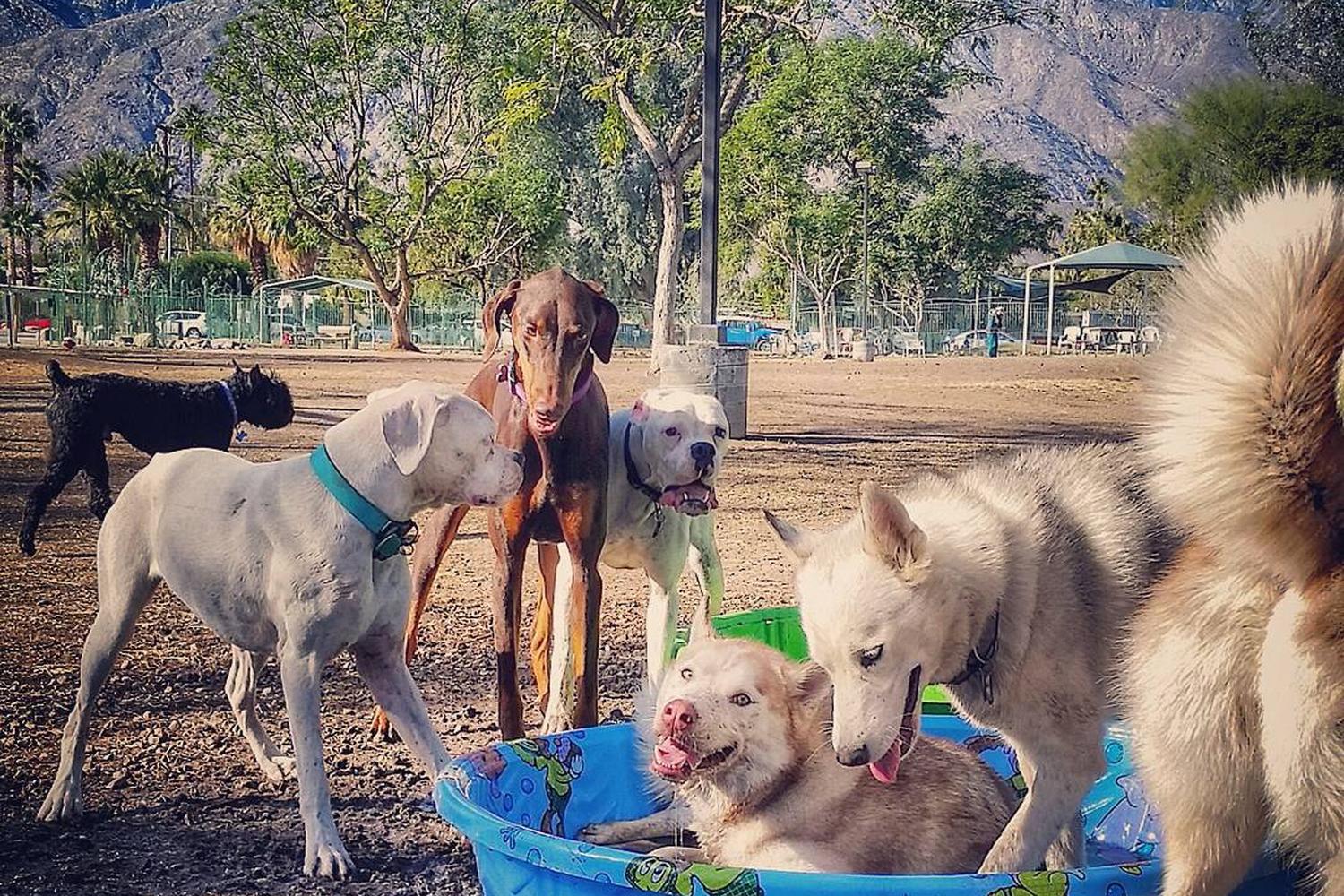 Palm Springs Dog Park 1