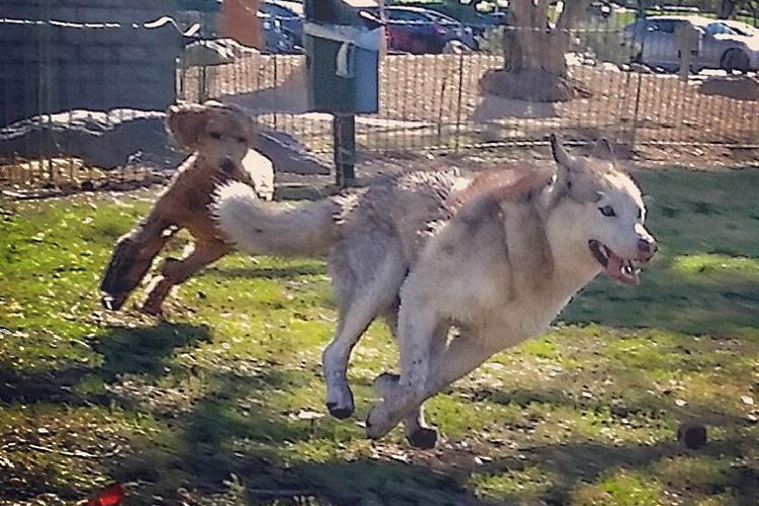 Palm Springs Dog Park 4