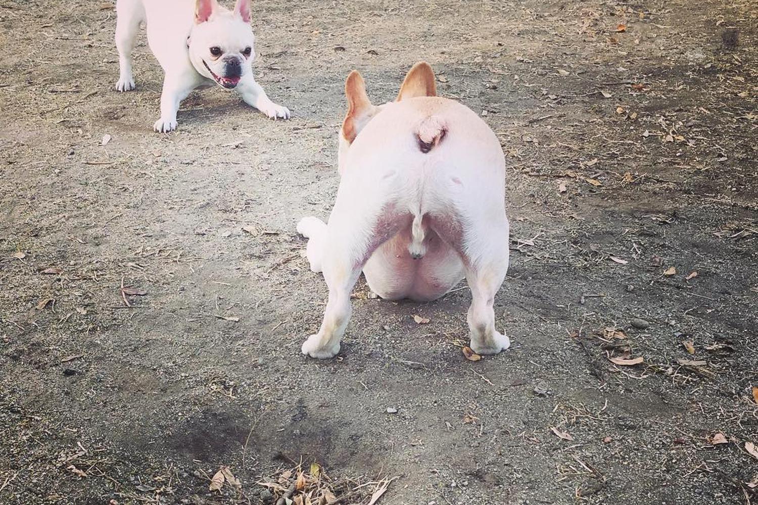Palm Springs Dog Park 3