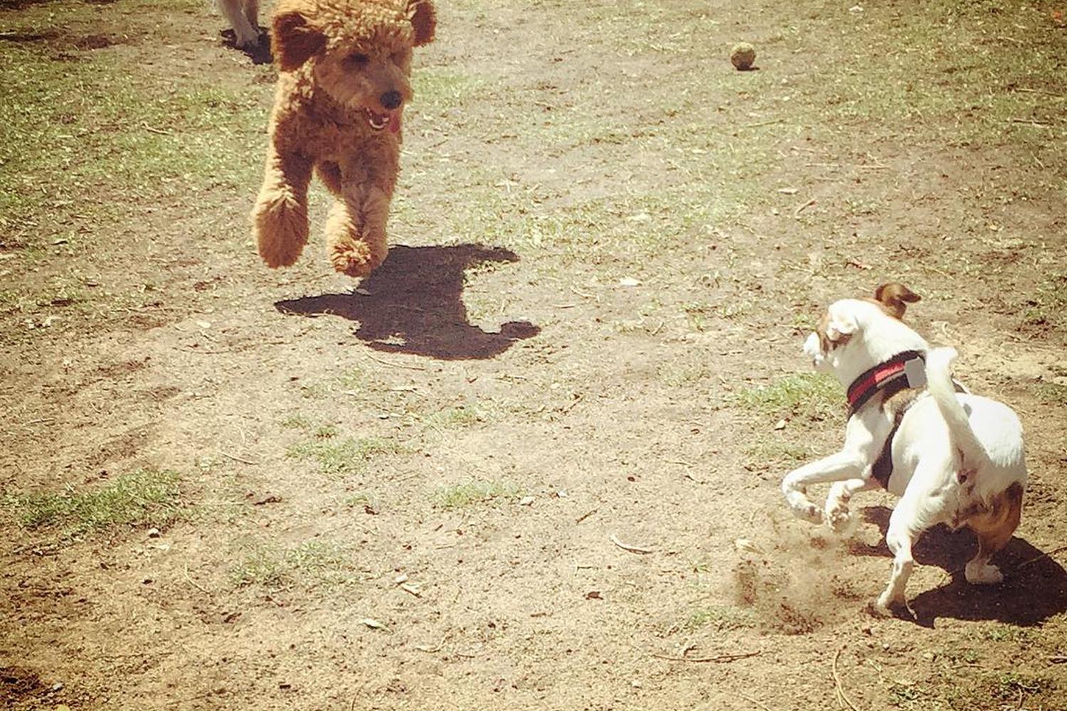 Palm Springs Dog Park 2