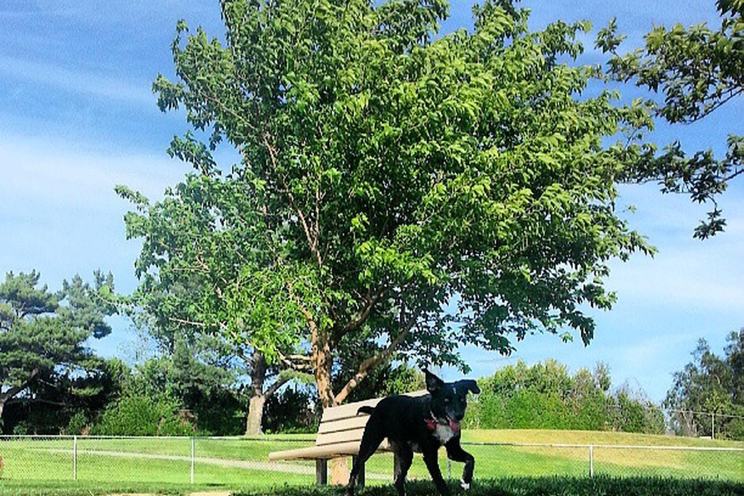 Vista Meadows Dog Park 4
