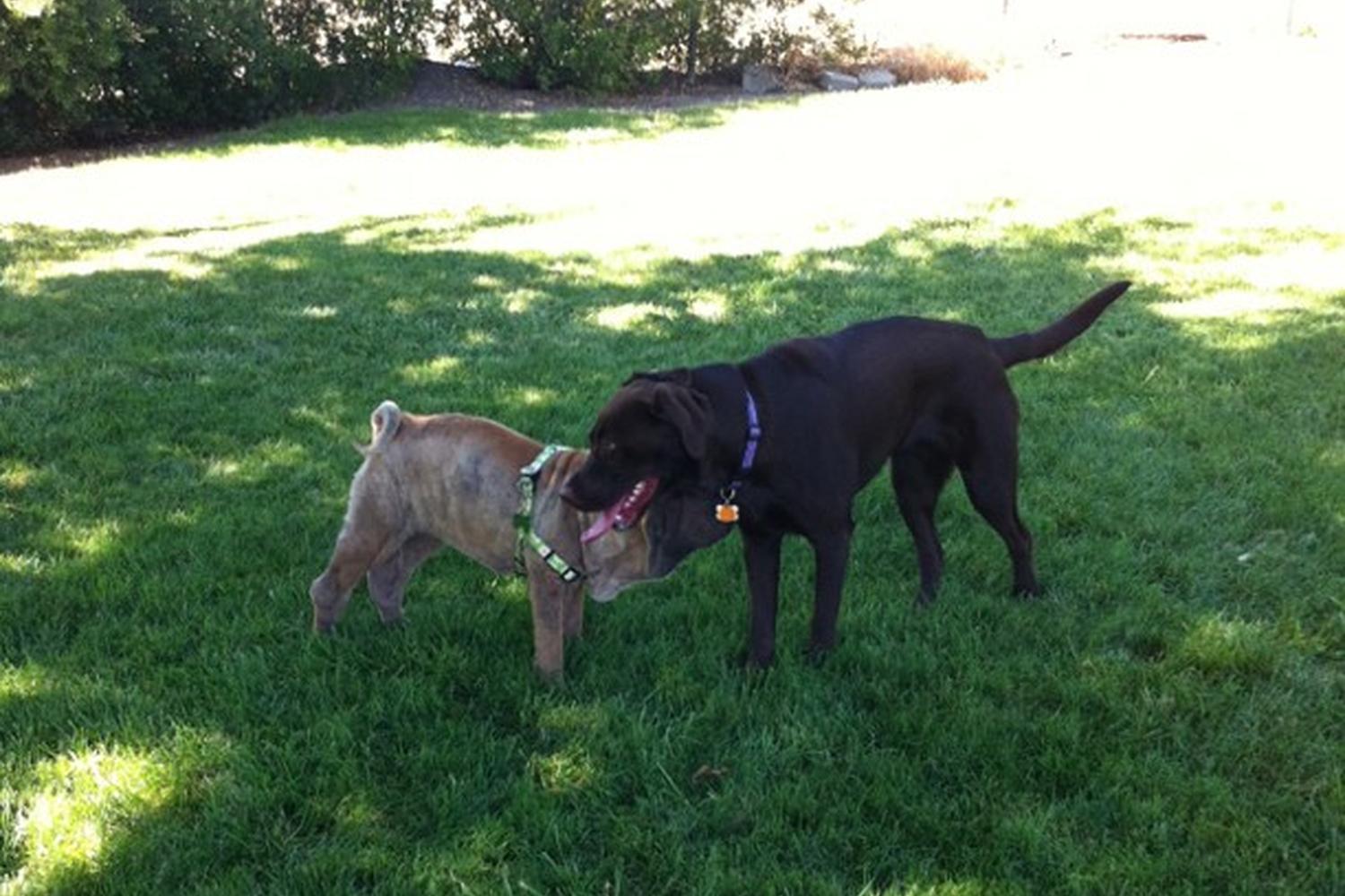 Vista Meadows Dog Park 2