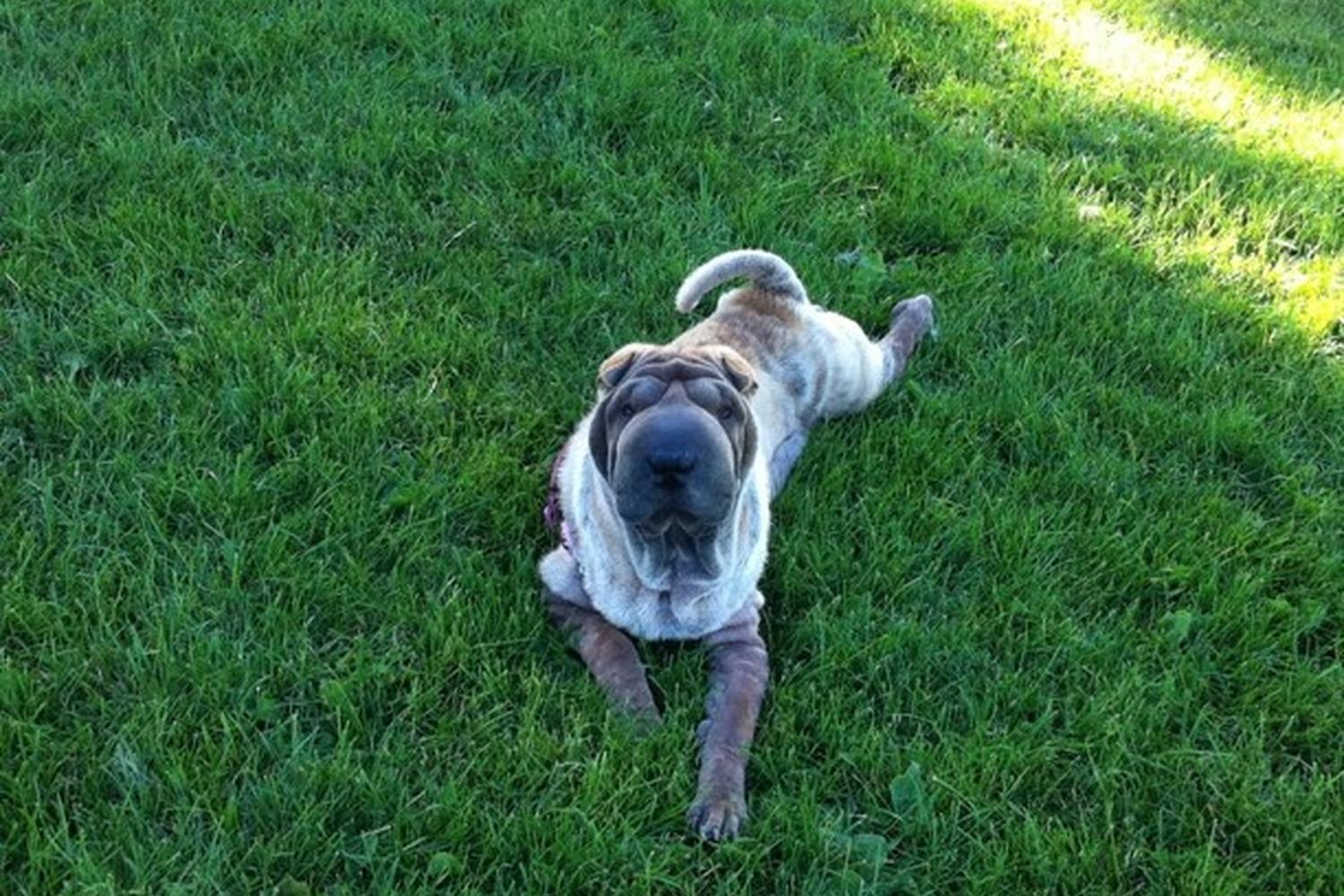 Vista Meadows Dog Park 3