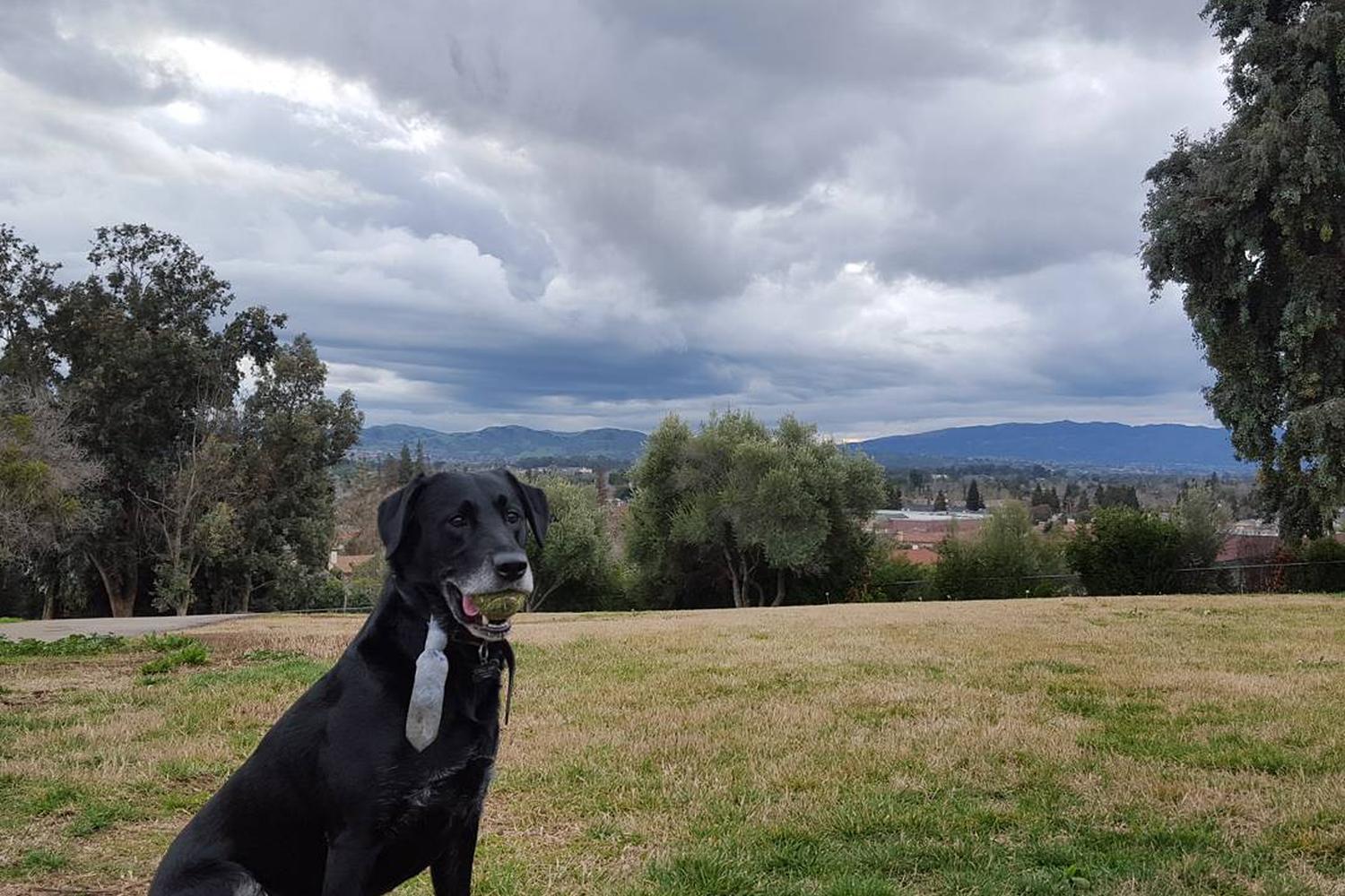 Vista Meadows Dog Park 1