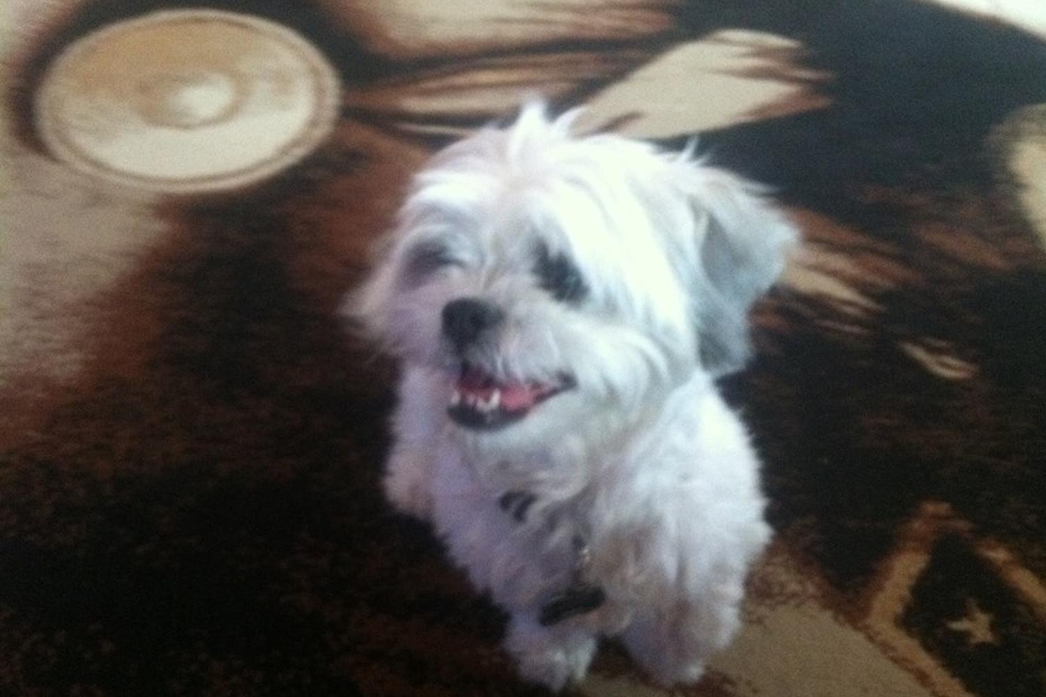Santa Fe Paws 4