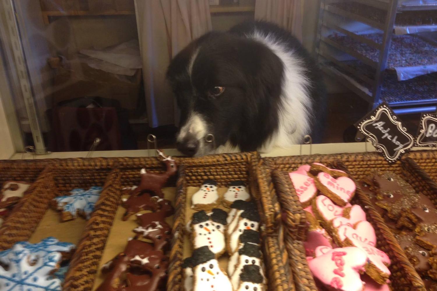 Smoky Mountain Dog Bakery 5