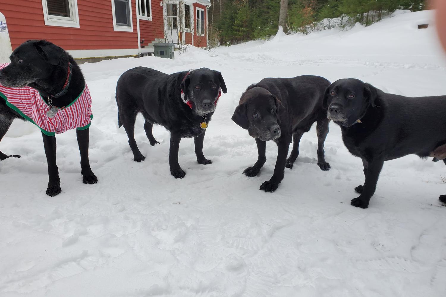 Two Salty Dogs Pet Outfitters 0