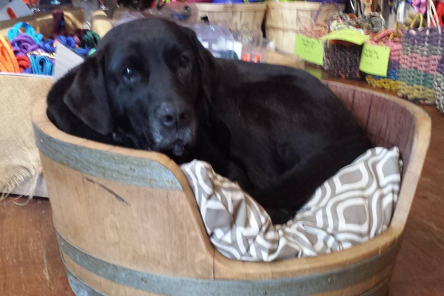 Two Salty Dogs Pet Outfitters 4