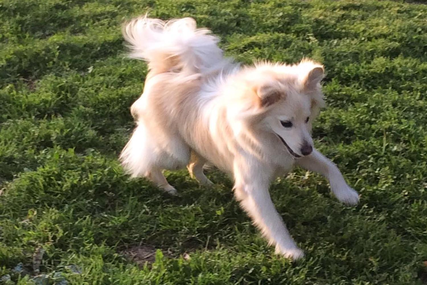 Merced Dog Park 1