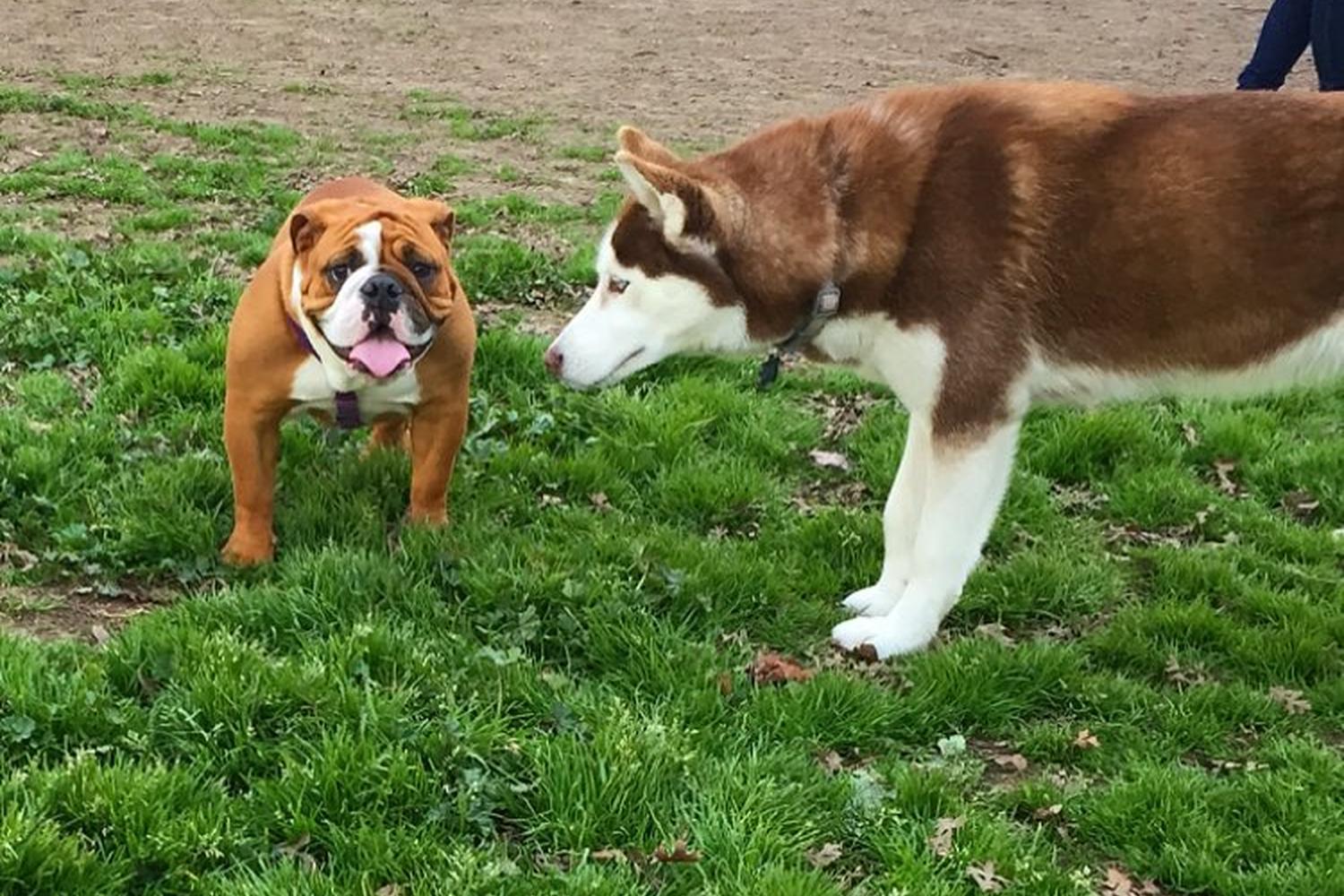 Merced Dog Park 4