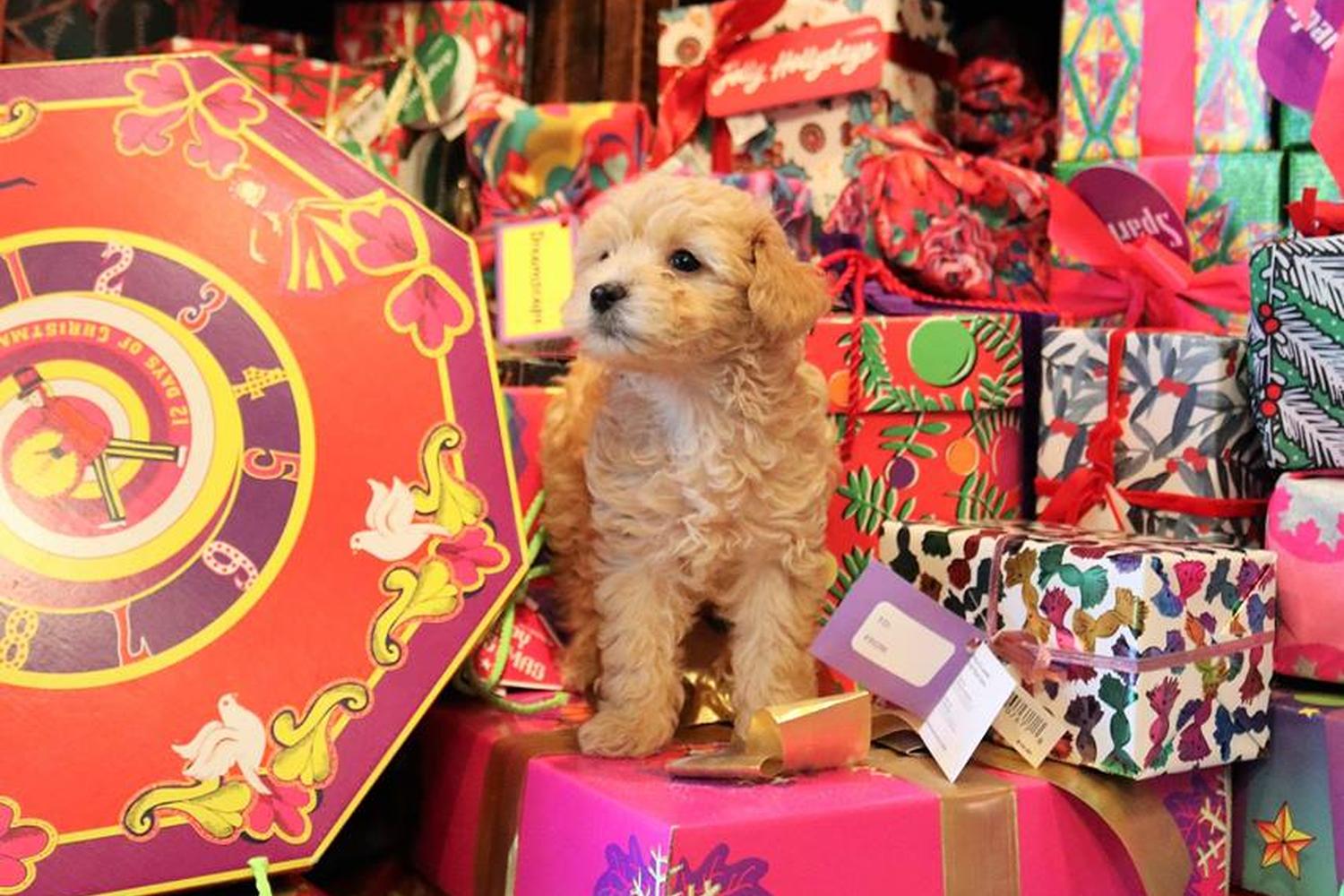 LUSH Cosmetics, The Domain 0