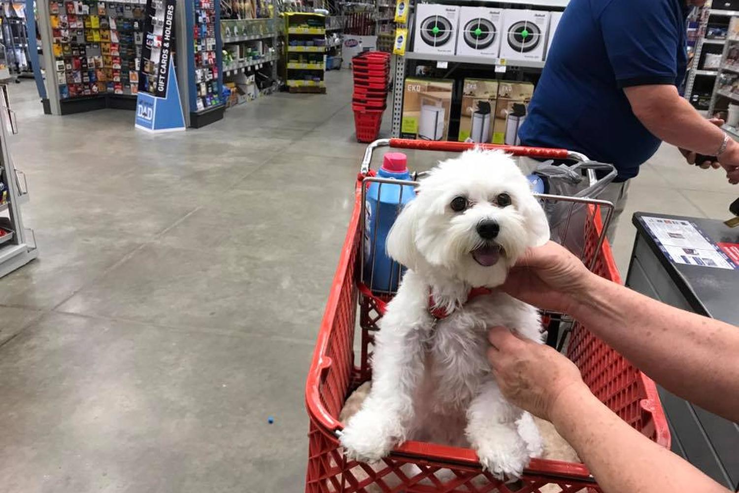 Lowe's Home Improvement 4