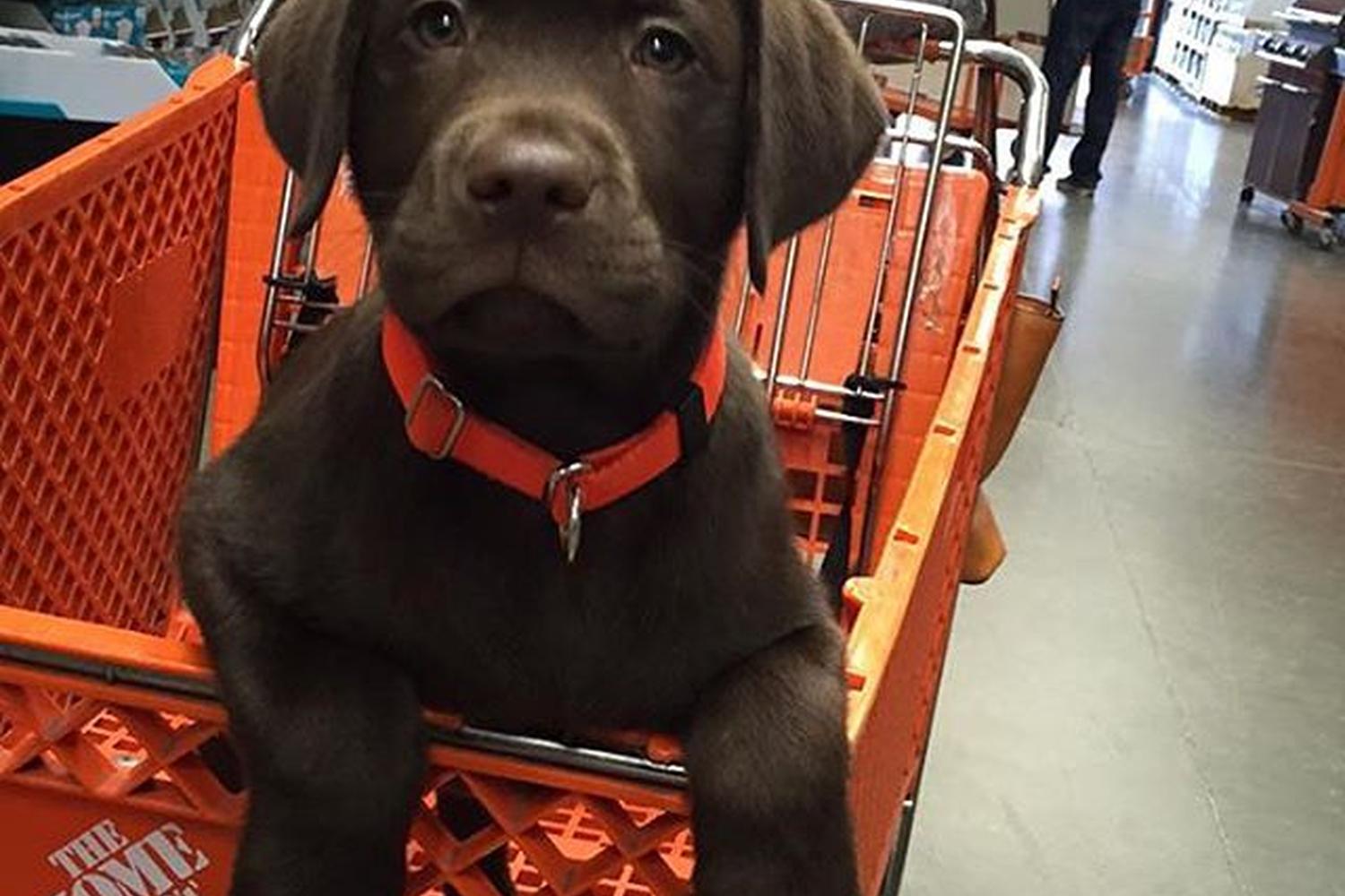 The Home Depot 2