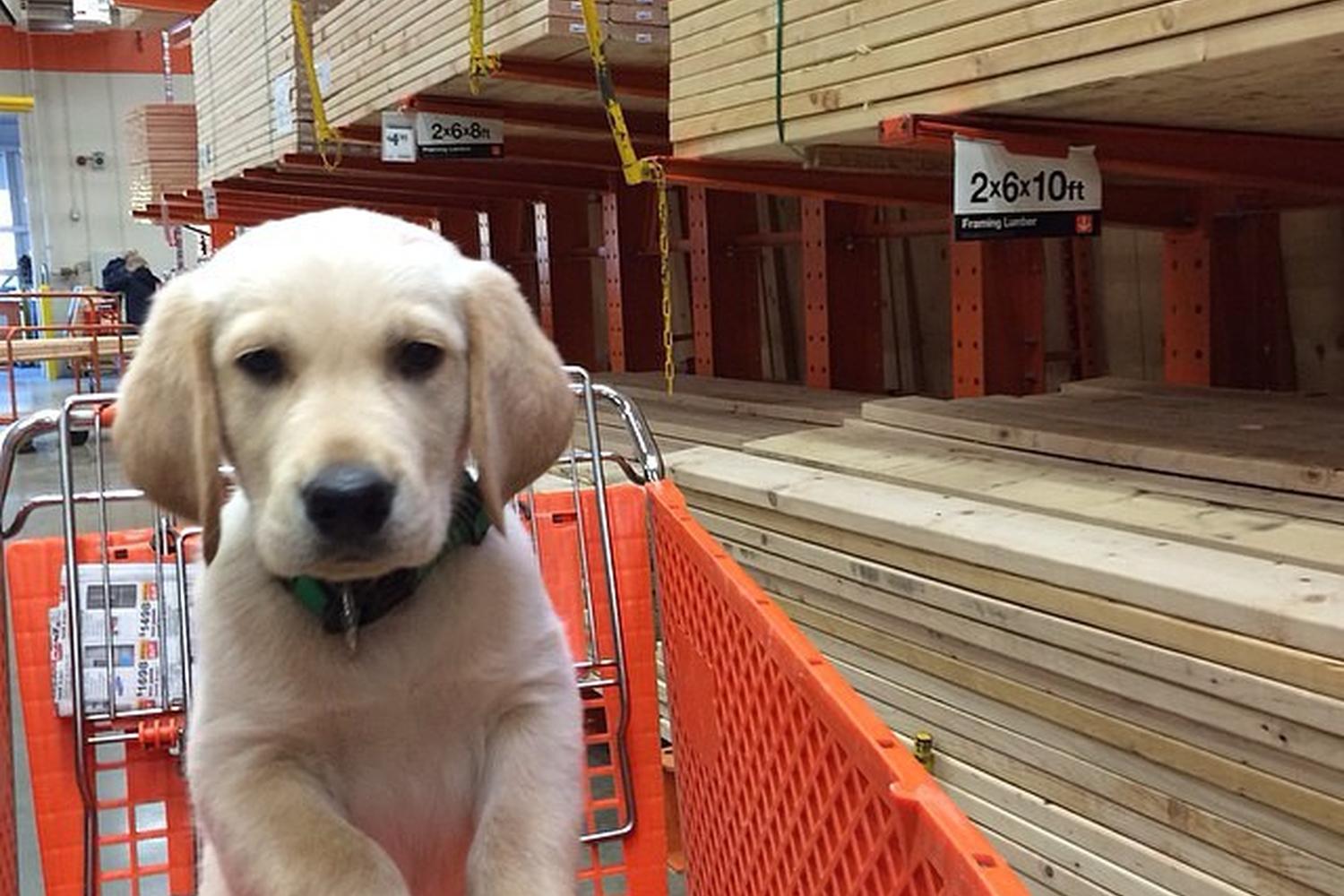The Home Depot 4