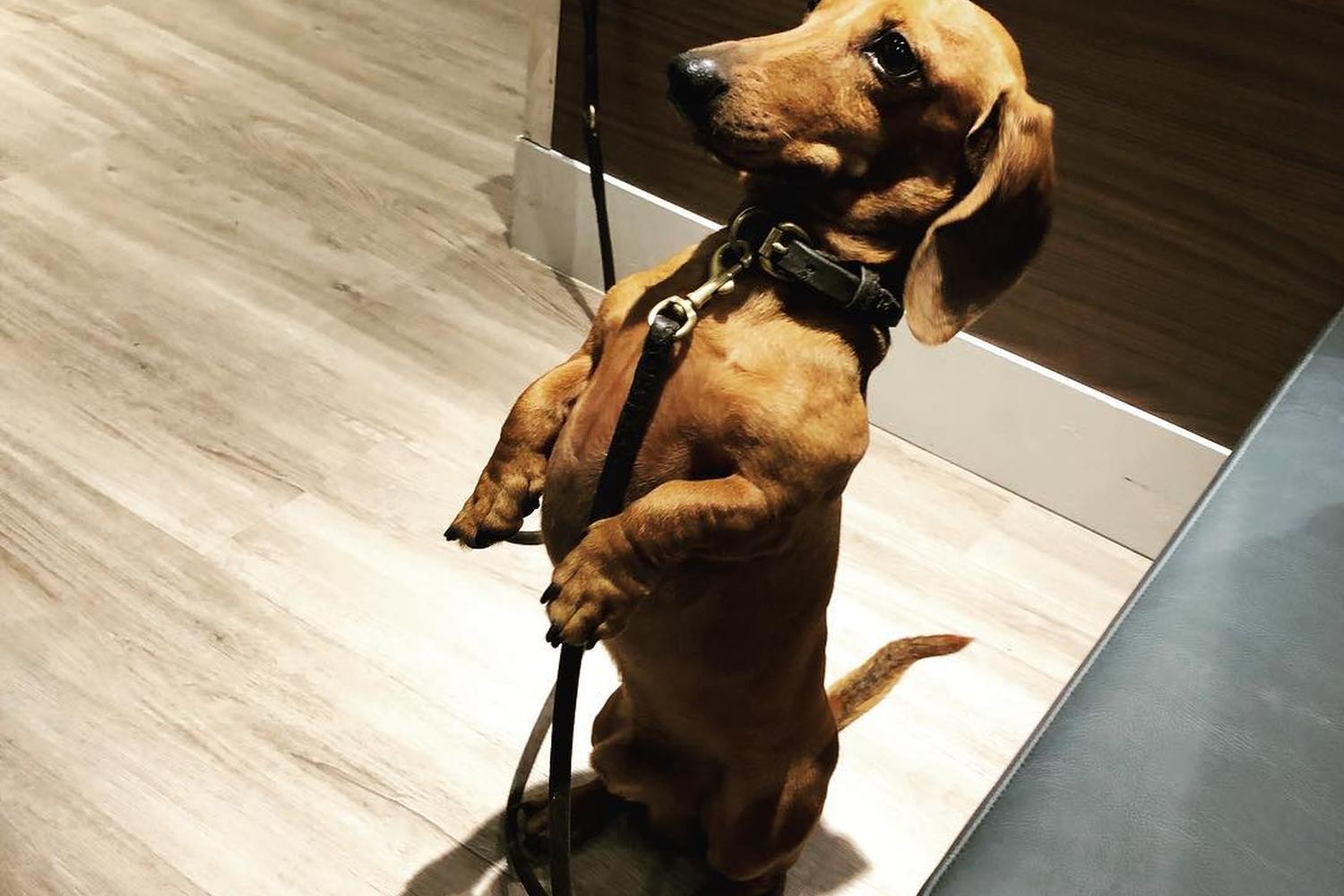 Cafe Bark 5