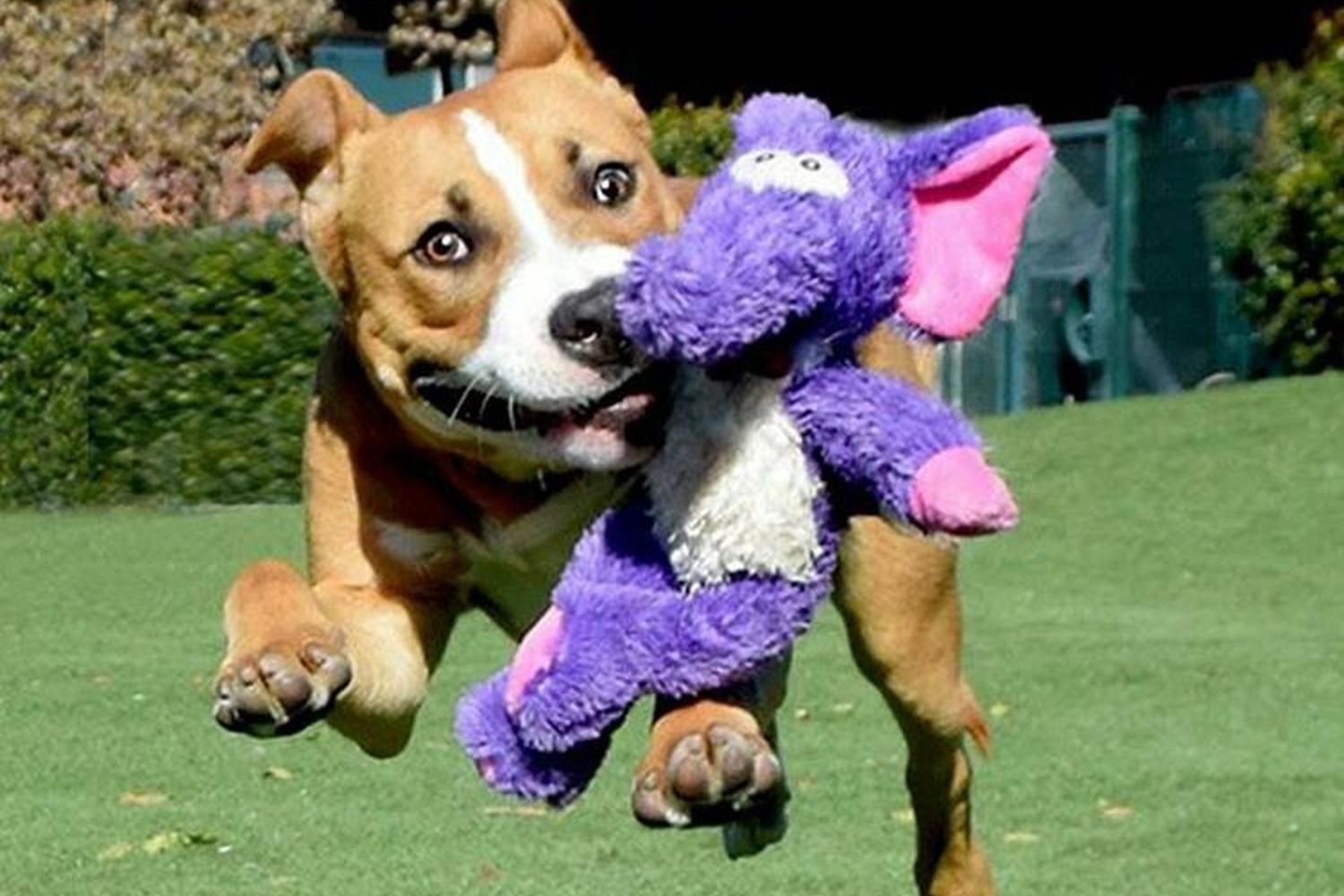 Animal Community Center Dog Park 2