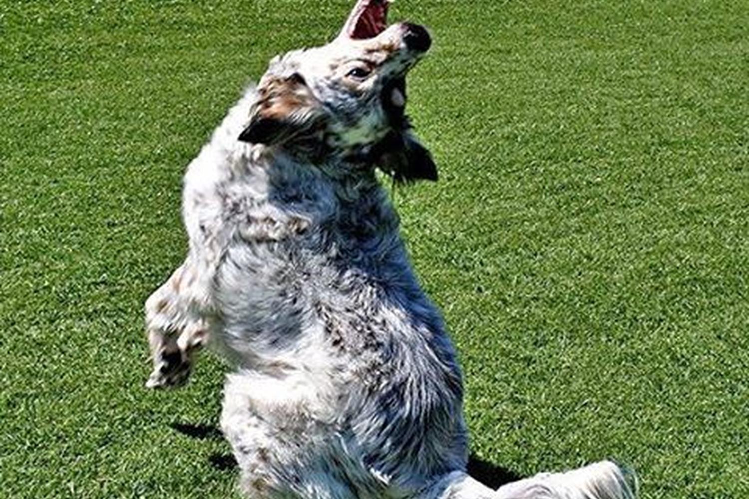 Animal Community Center Dog Park 0