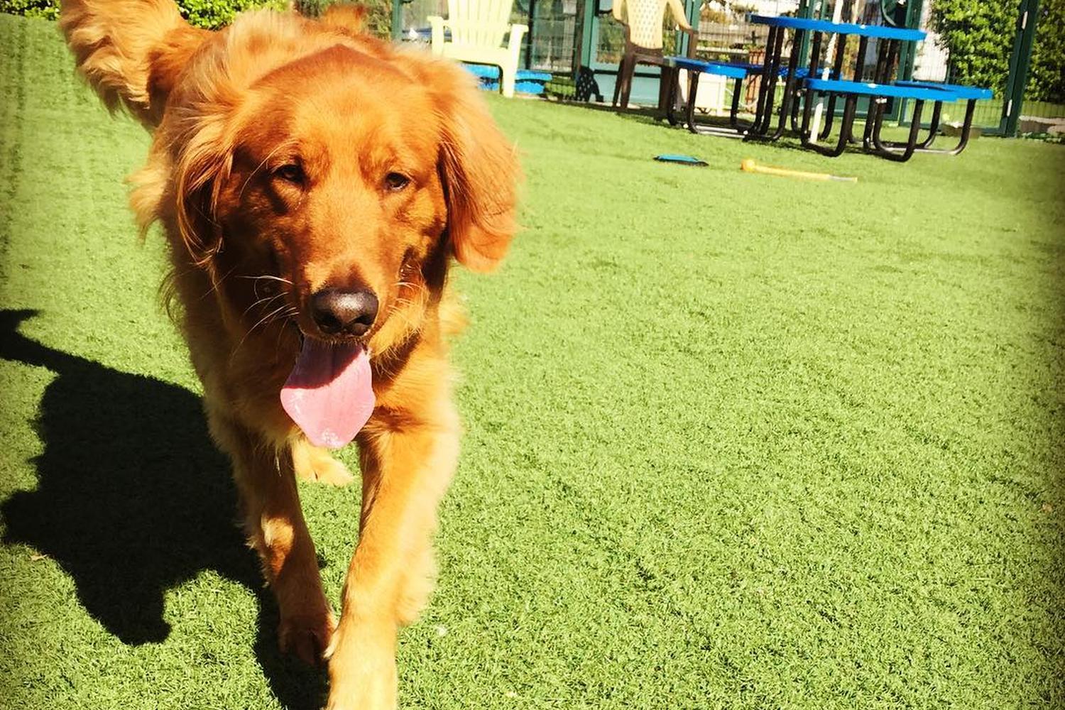 Animal Community Center Dog Park 7