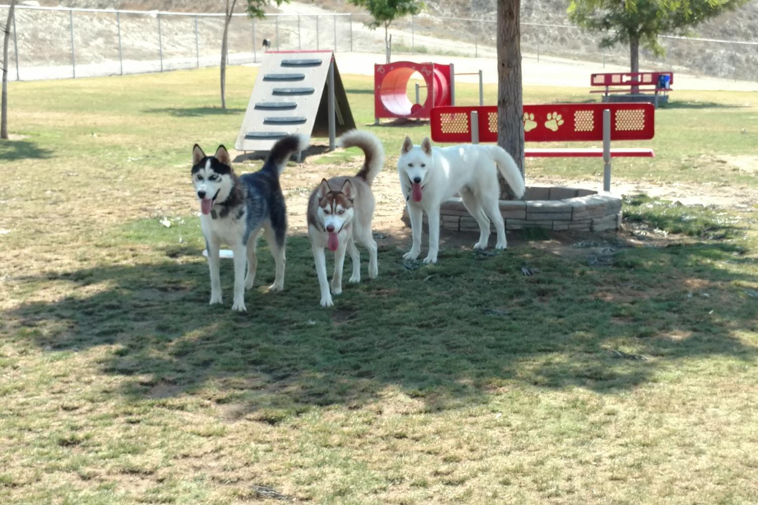 Hound Town Dog Park 6