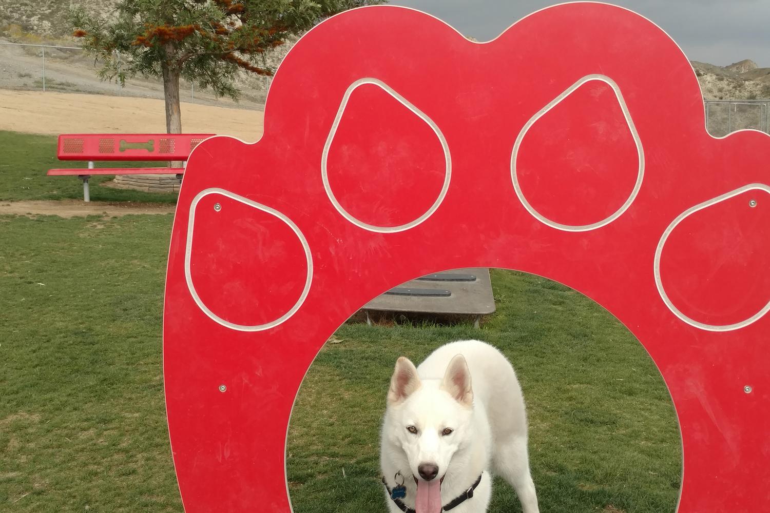 Hound Town Dog Park 5