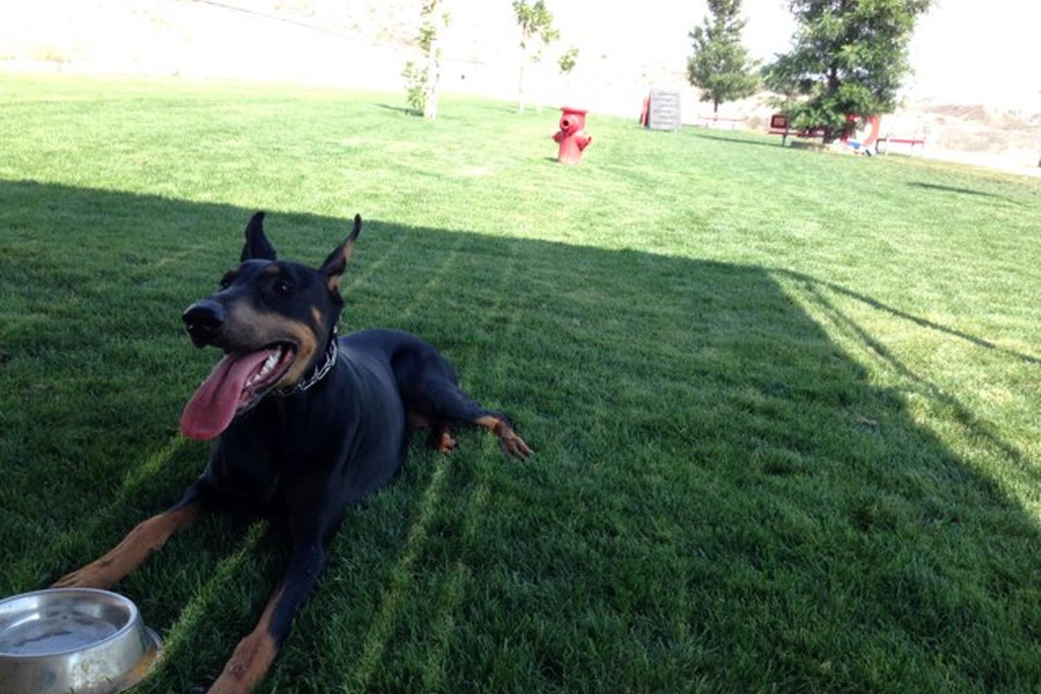 Hound Town Dog Park 4