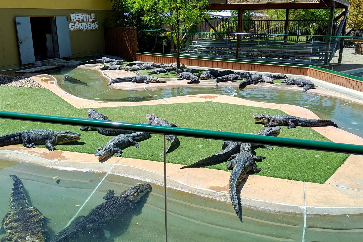 Reptile Gardens 5