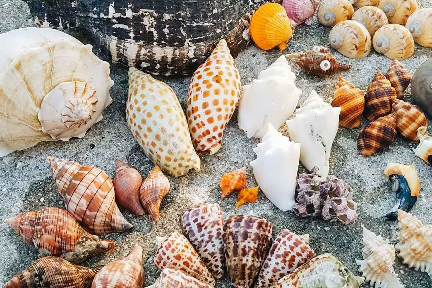 Seashell Kayak Tour to Kice Island 5