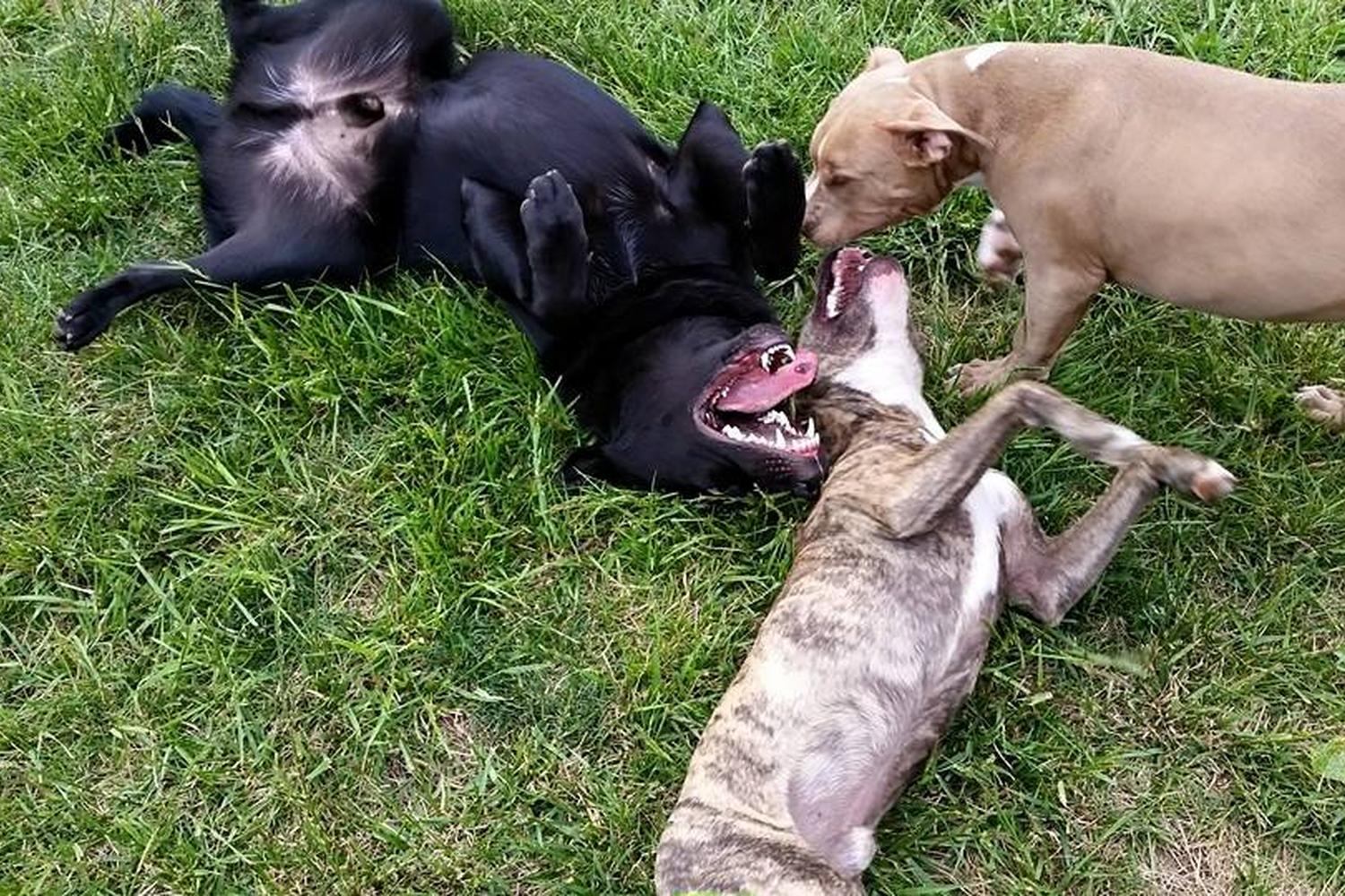 Power Inn Dog Park 1